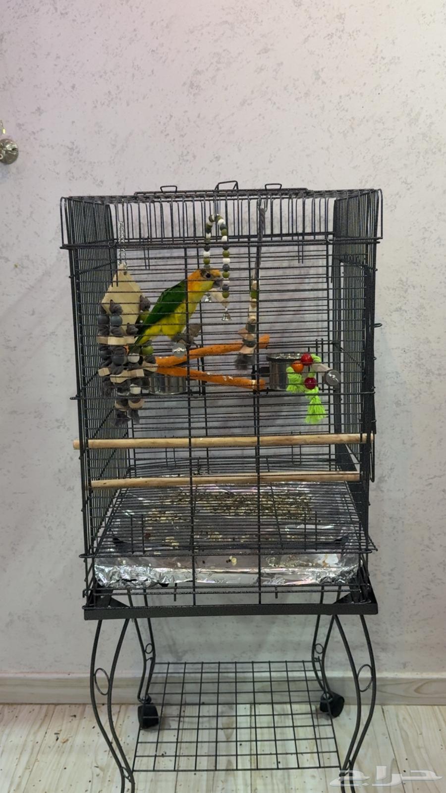 كايك فرخ لعوب ويصلح للاطفال64386388655617111