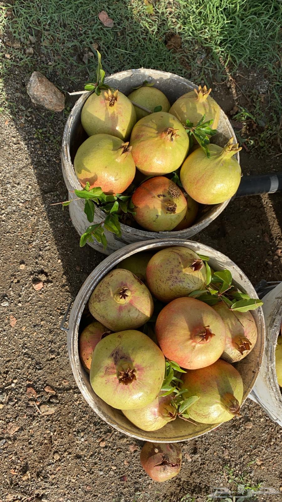 رمان جوف ال معمر64382224471811112