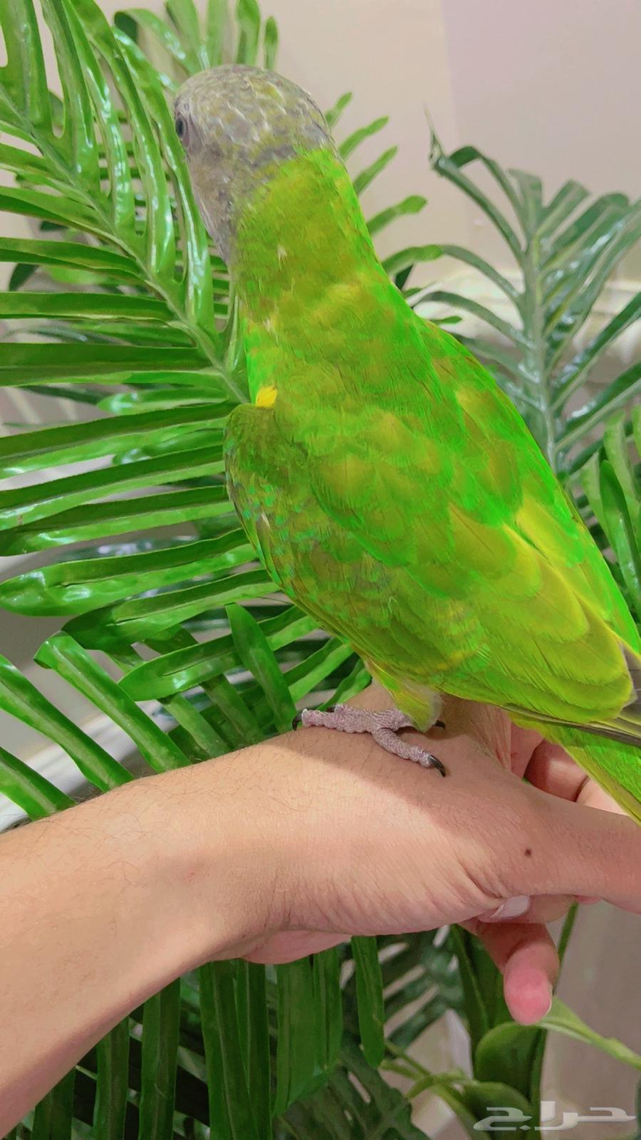 فرخ بغبغاء سنغالي يويو64386821840003111