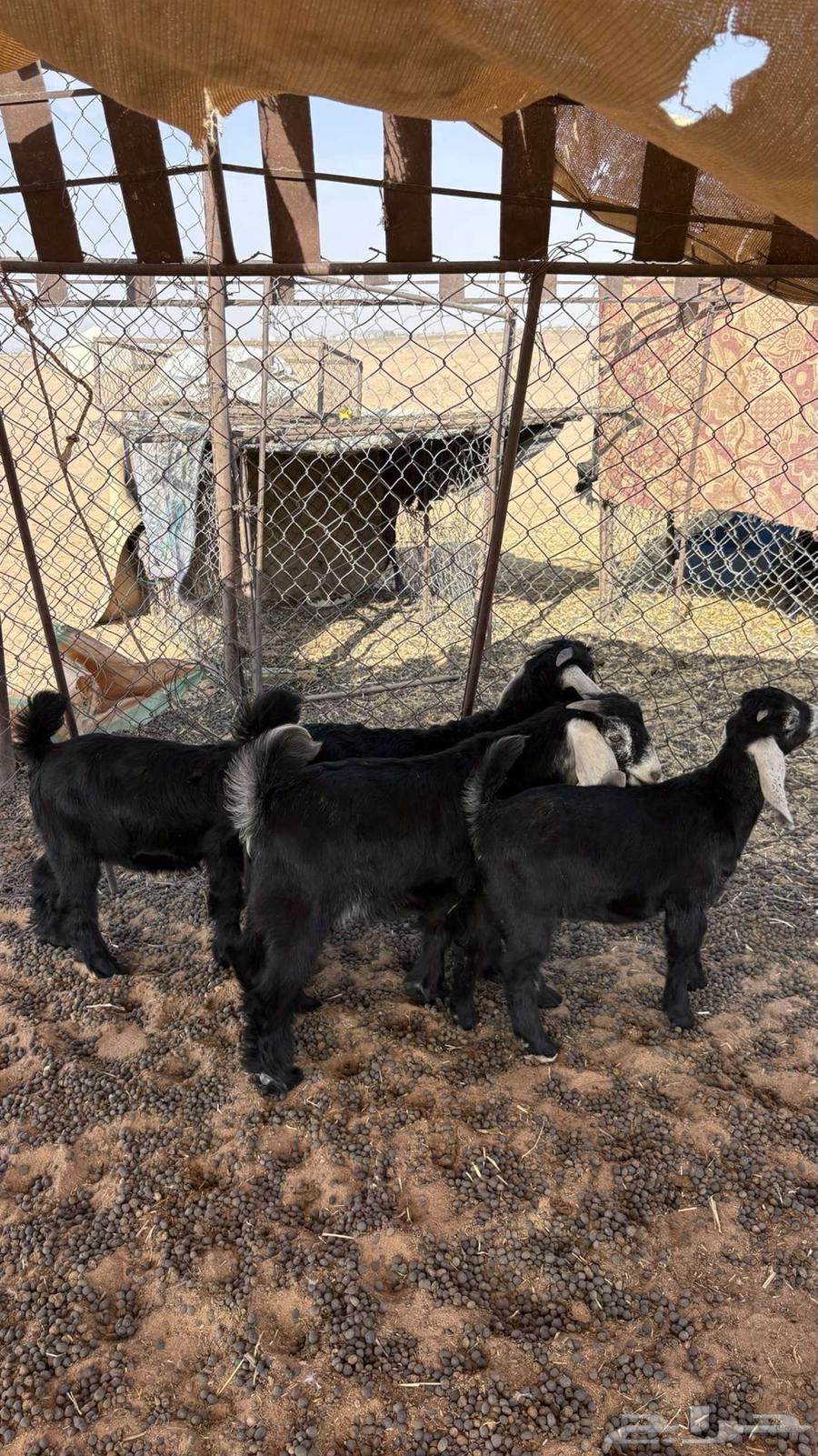 تيوس للبيع64383650170497111