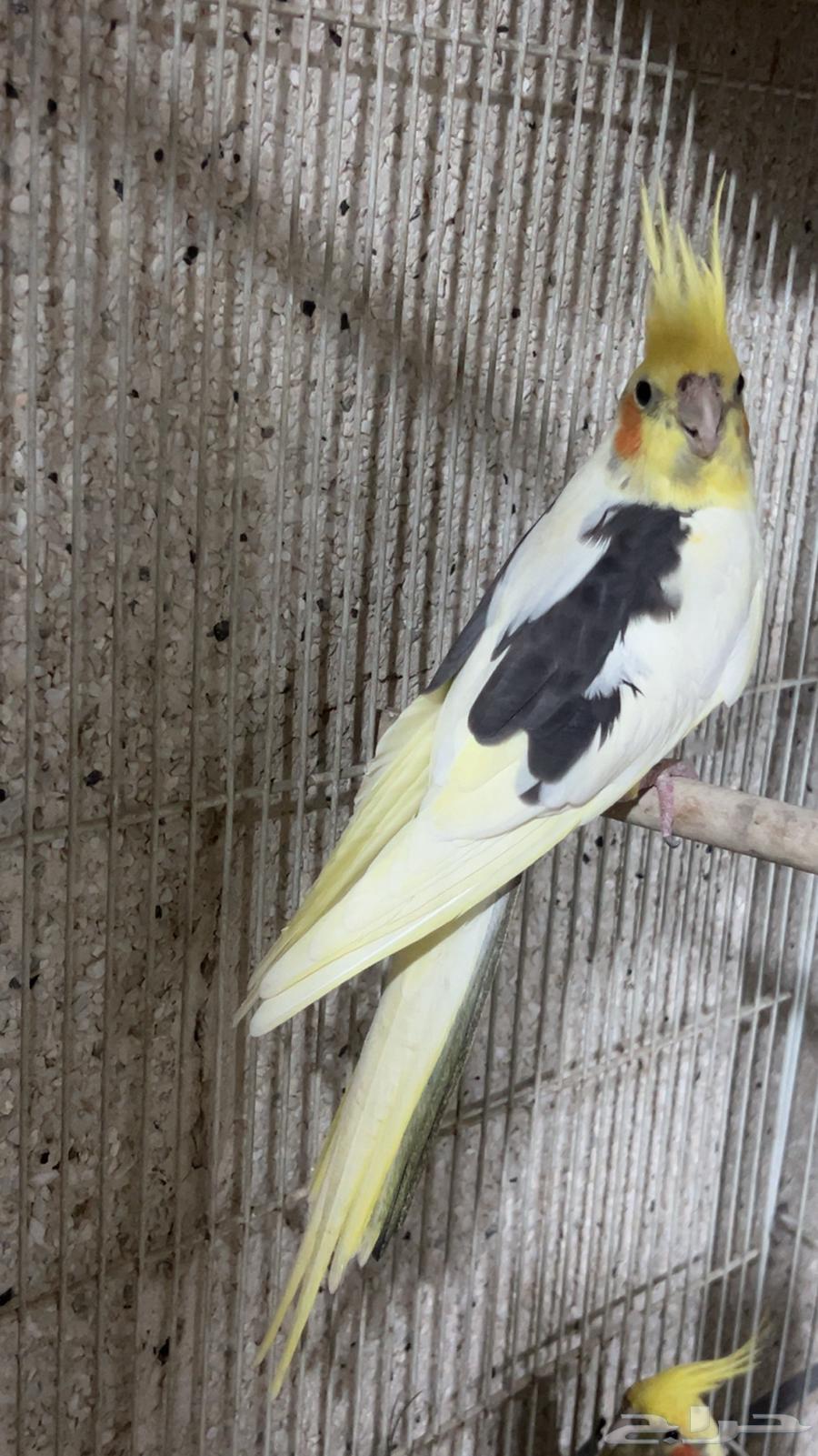 للبيع ذكر كروان بايد الي توقف عليه سومه نصيبه64388343410307110