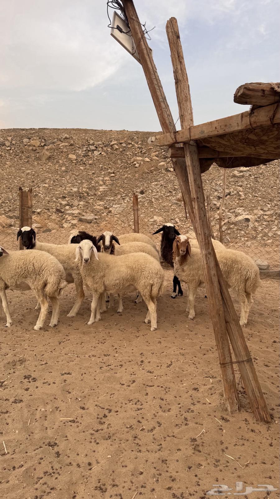 رخال نعيميات مقاني64382583399683113