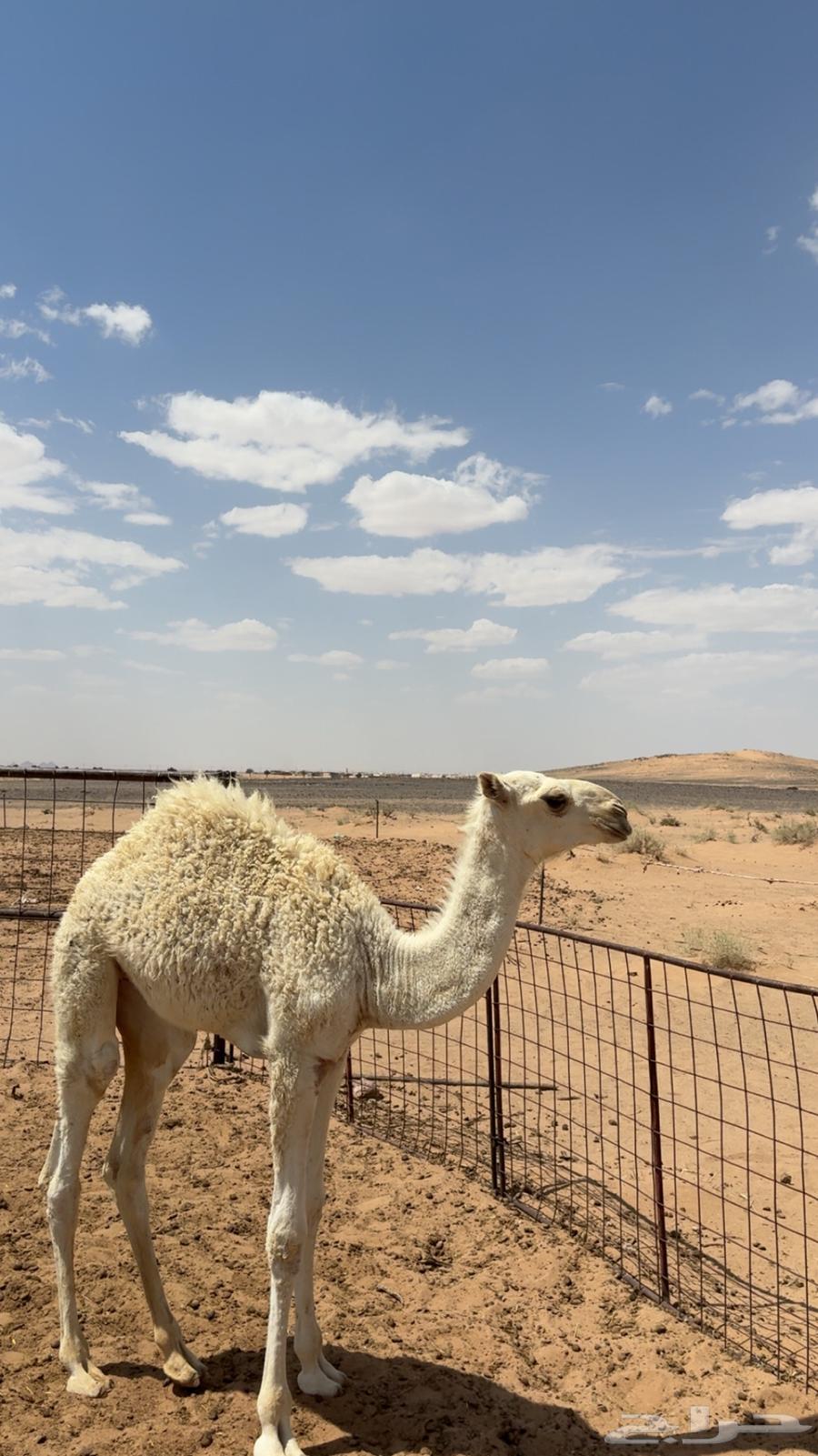 بكره عمرها3شهور64383650032514111