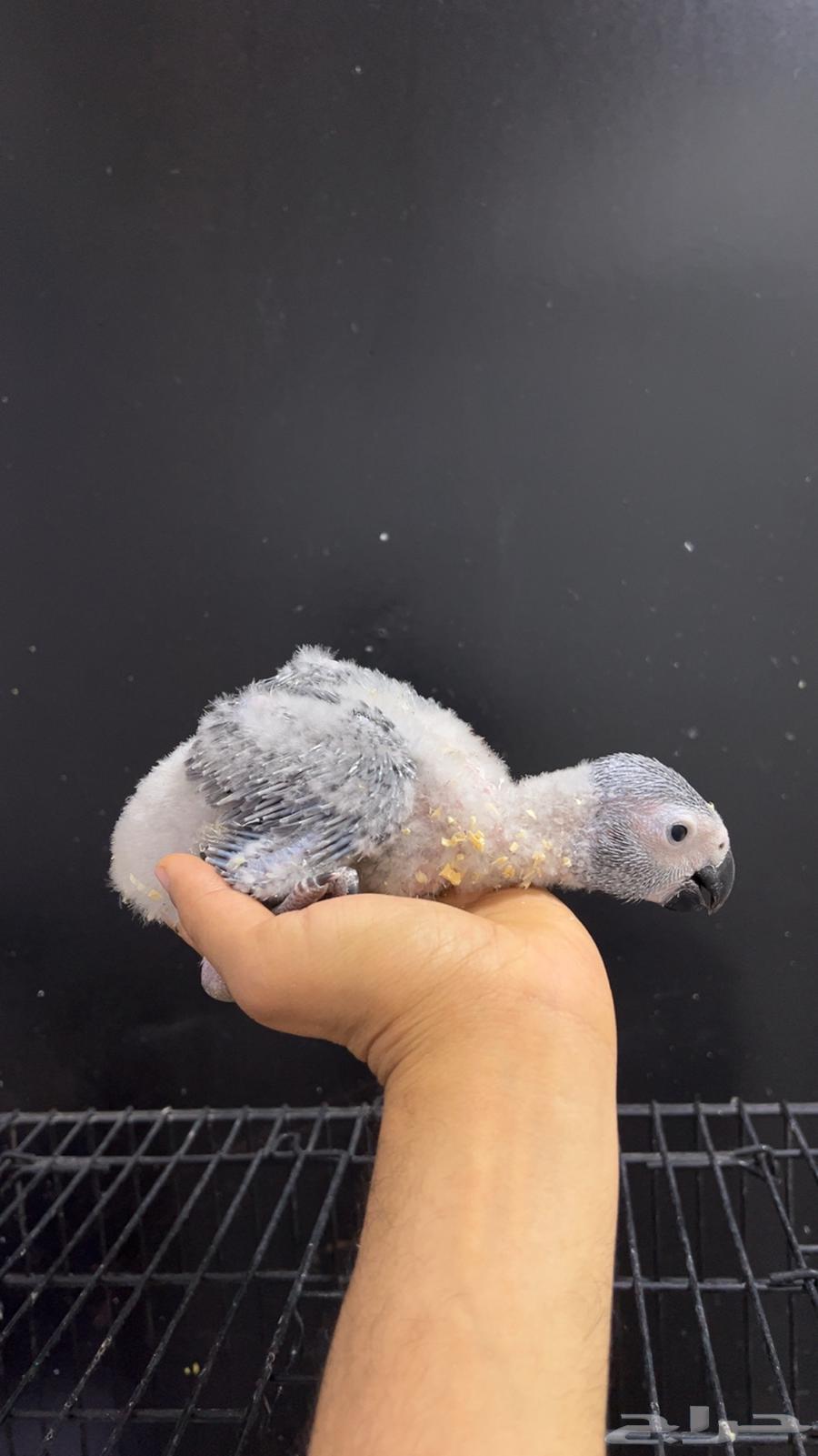 Kasco Chickens, Locally Produced64385160986626112