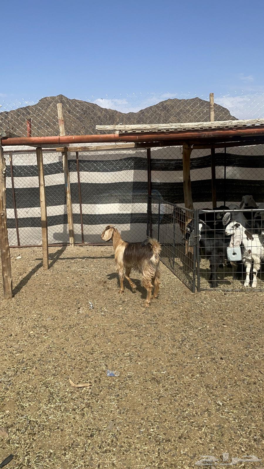 A fine sacrificial goat available through Al-Hayl (Sold)64385956399234110