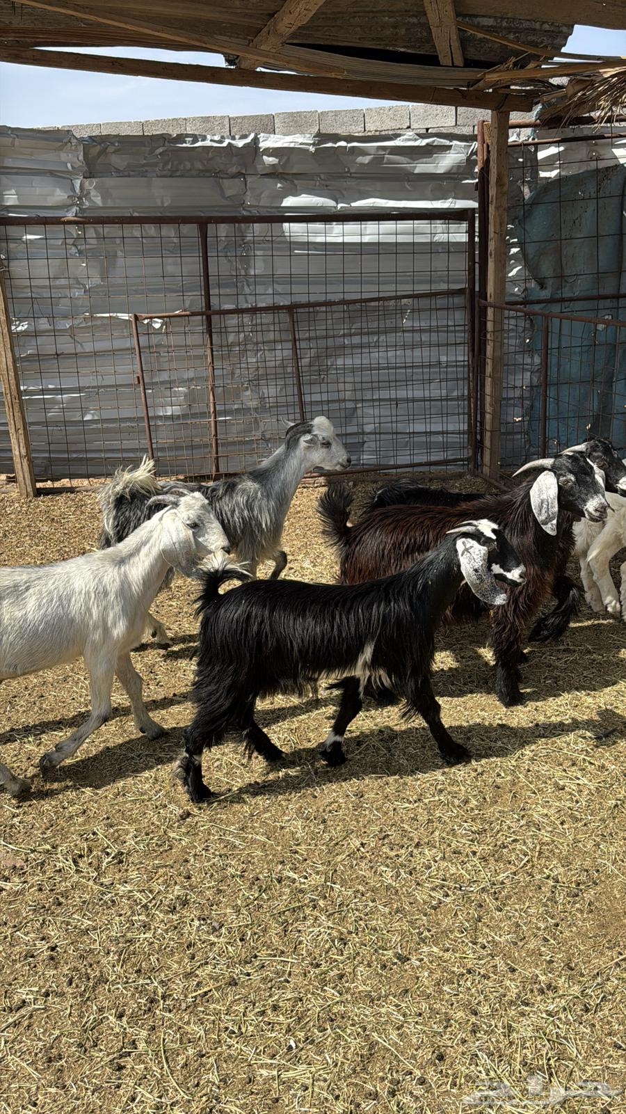 Tious Mkhasi64381521908353111