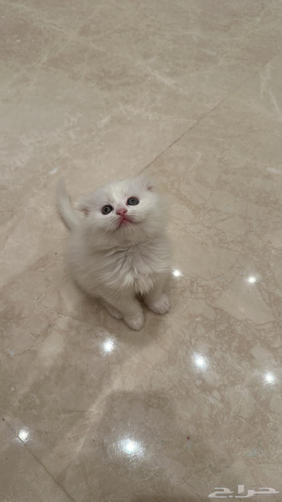 قطط كتن صغيرة فولد للبيع64379253482882114