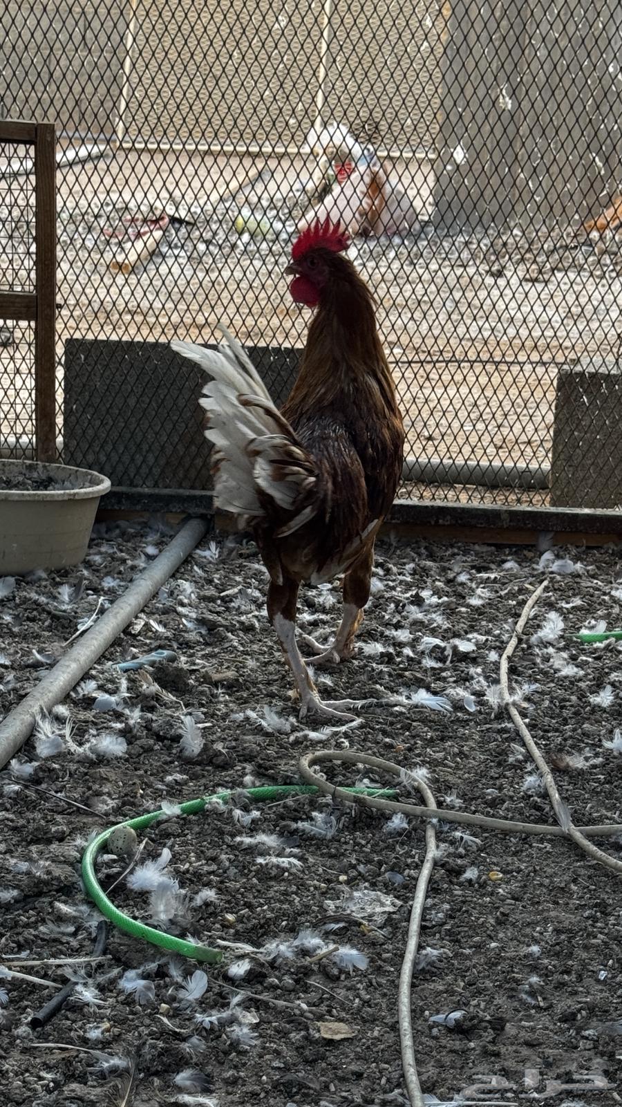 ديك للبيع64387829616257114