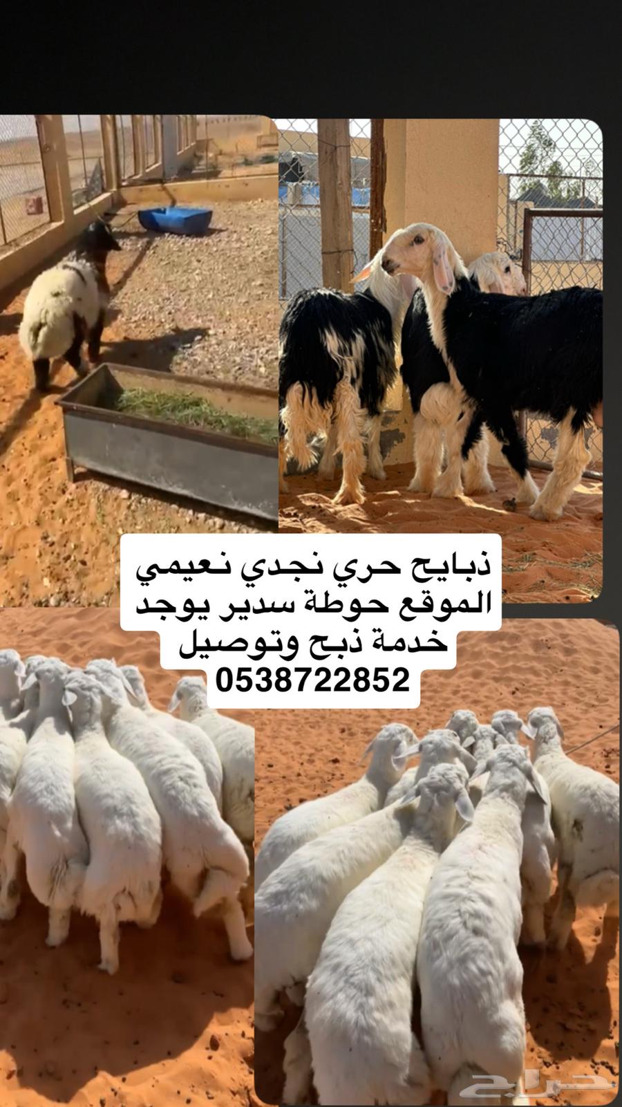 ذبايح بلدي فاخره64388134775683110