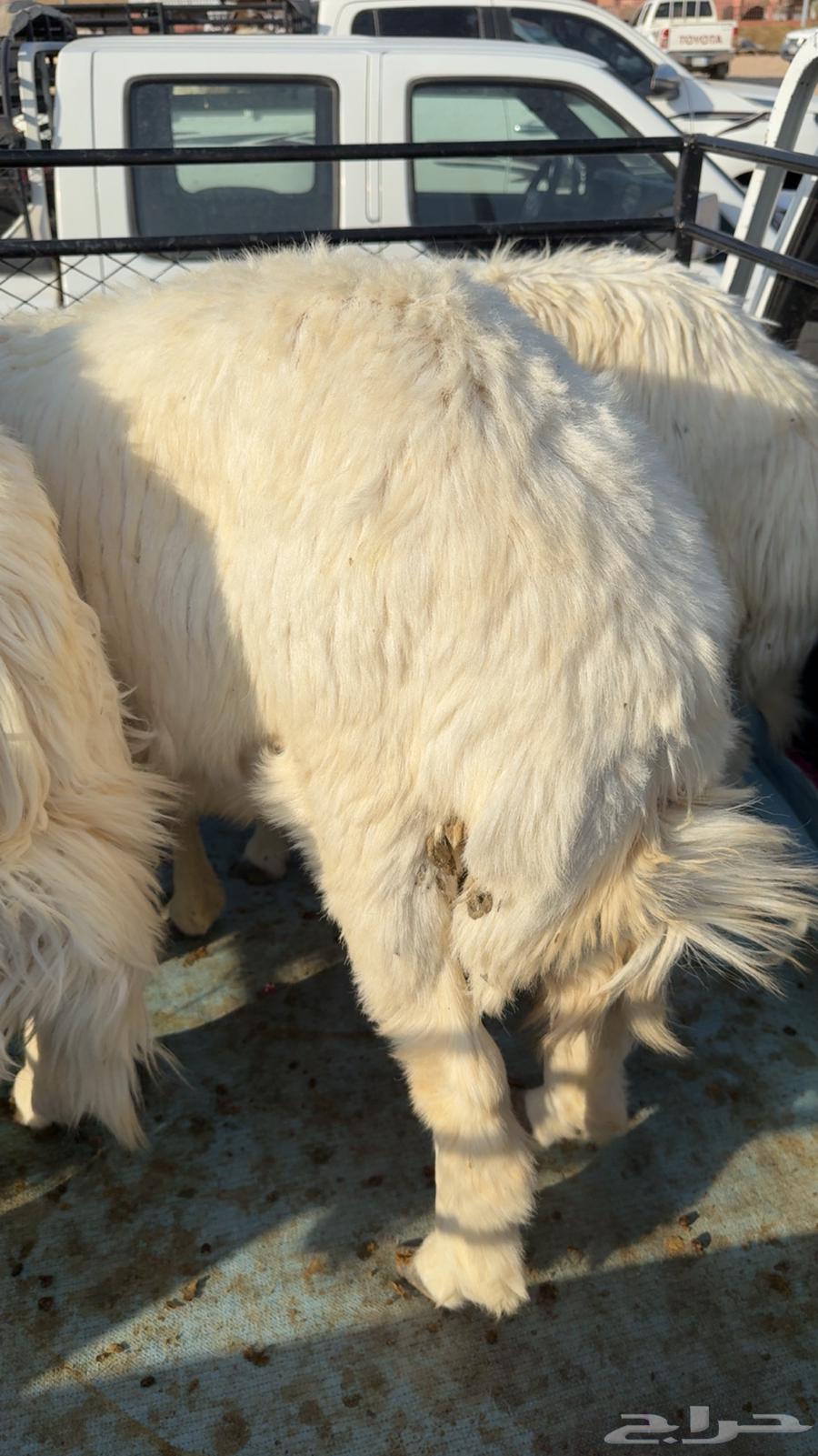 9 طليان كفو64382679607681110