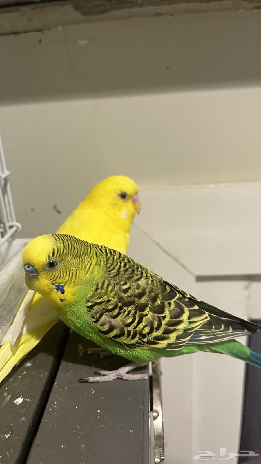 جوز بادجي أليف وجميل شامل كل المستلزمات64380682443650113