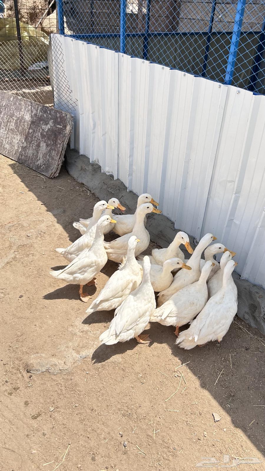 بط بكيني64383400580737111