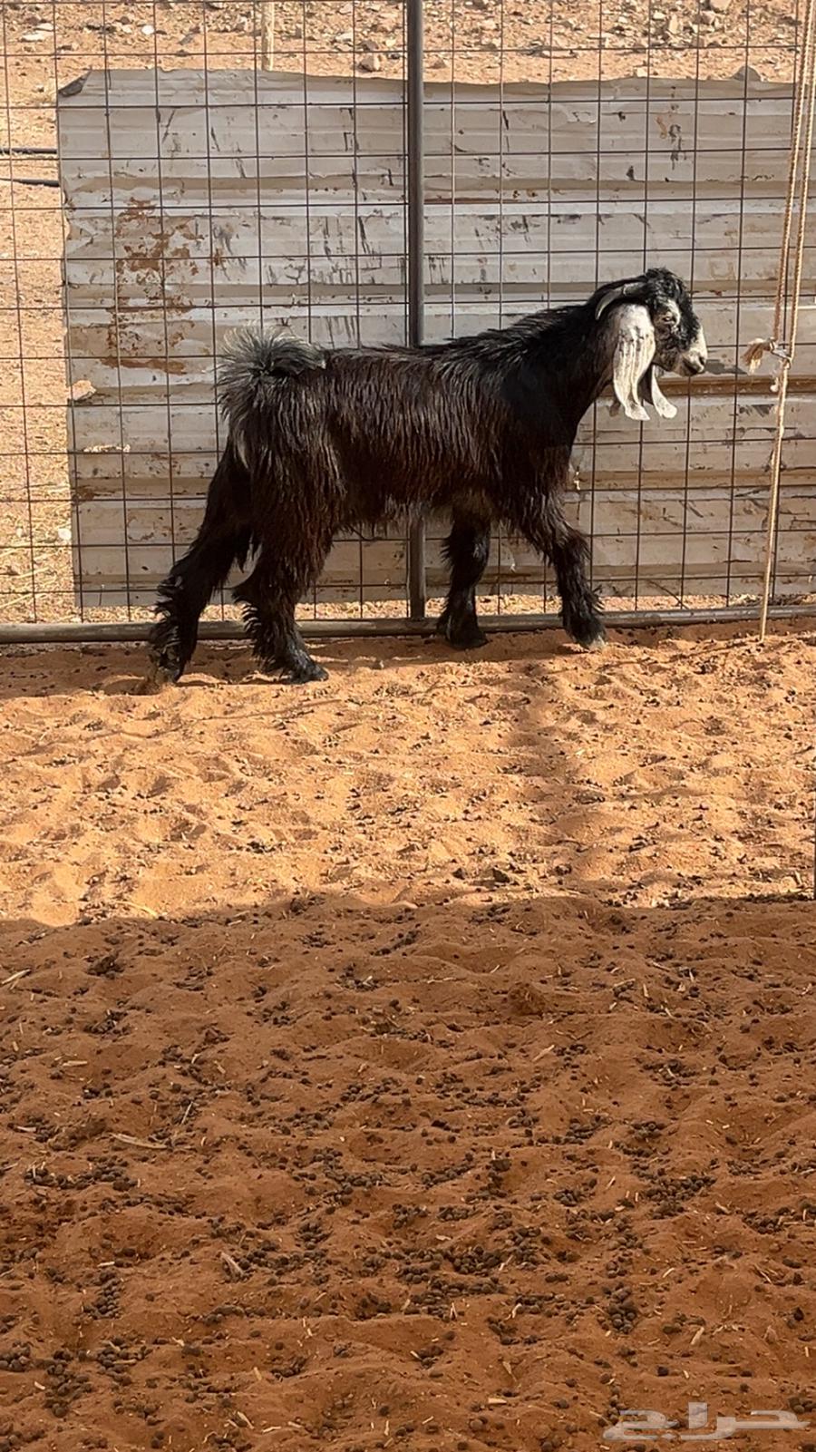 طليان للبيع تم البيع64386668734595111