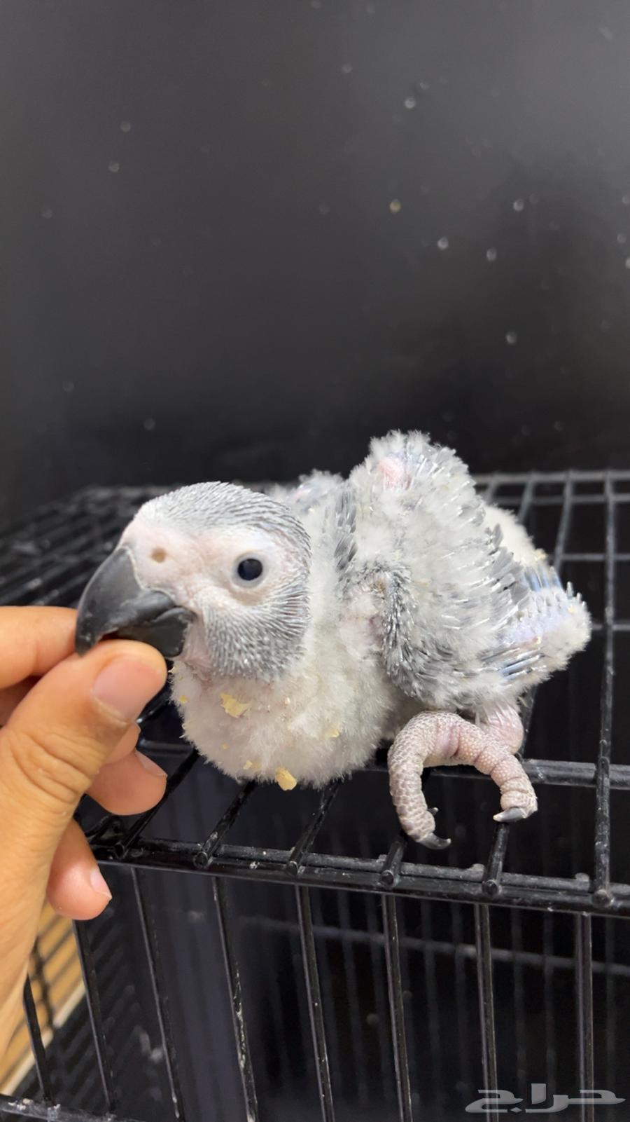 Kasco Chickens, Locally Produced64385160986626110