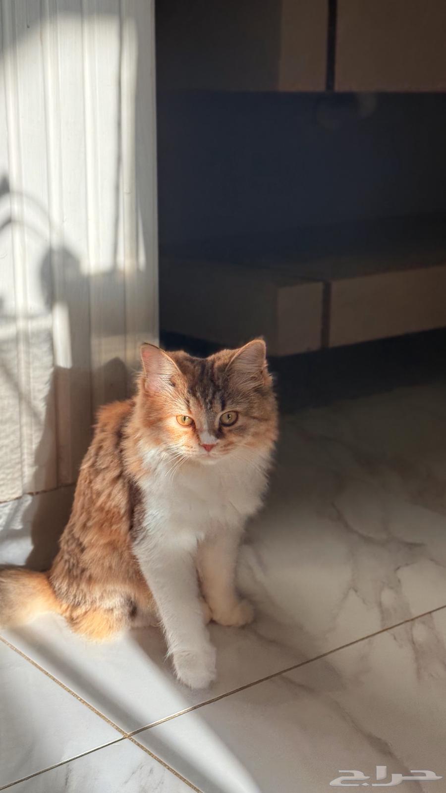 قطه تحب العب64386947811585114