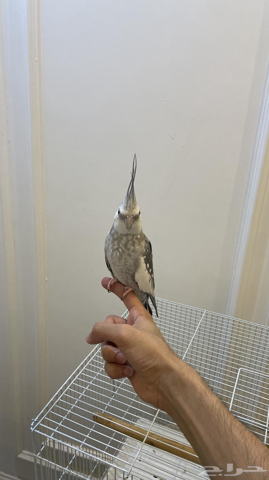 كروان اليف64380638760707113