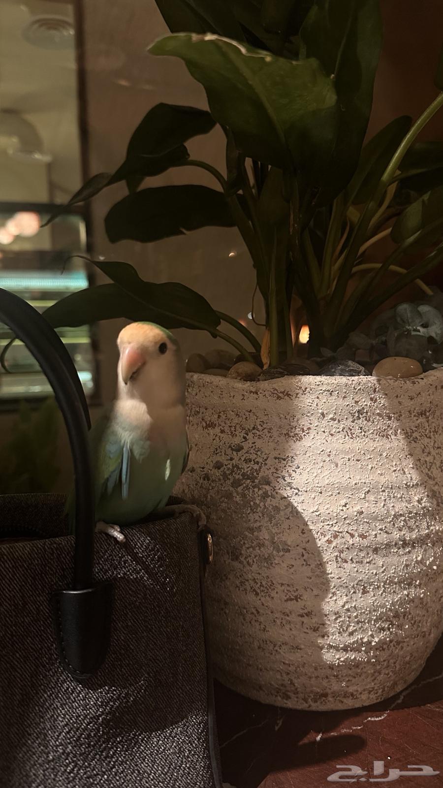 لاب توب64392346836737110