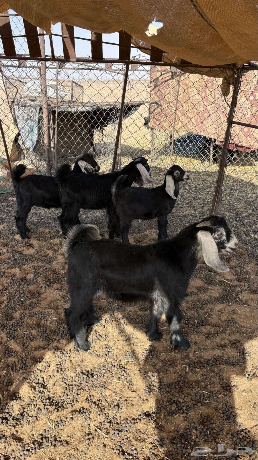 تيوس للبيع64383650170497110