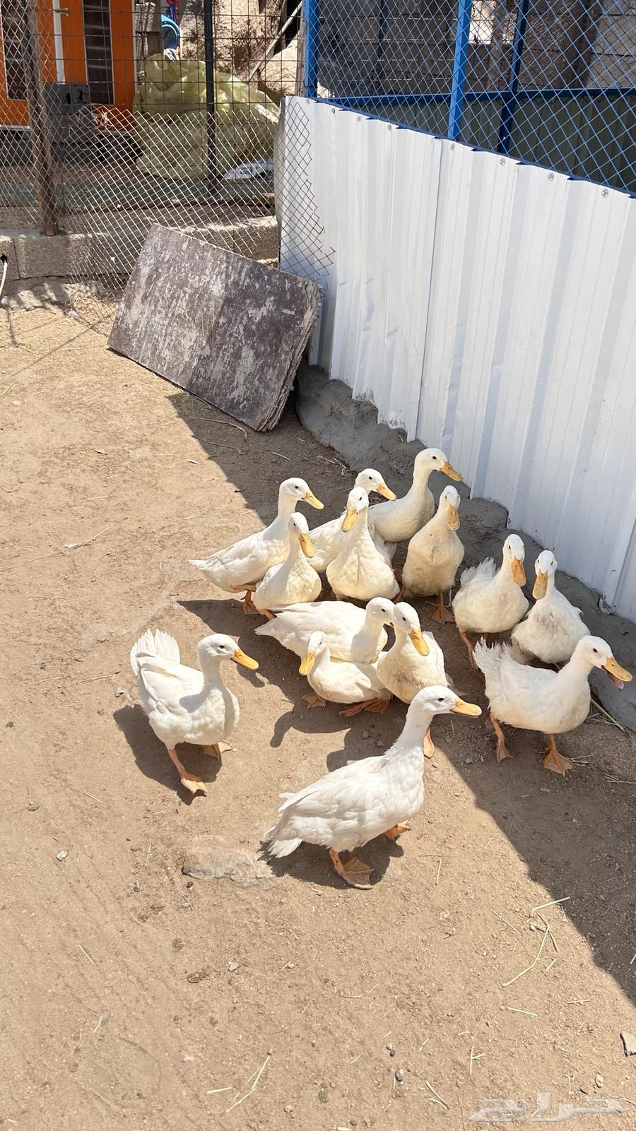 بط بكيني64383400580737112