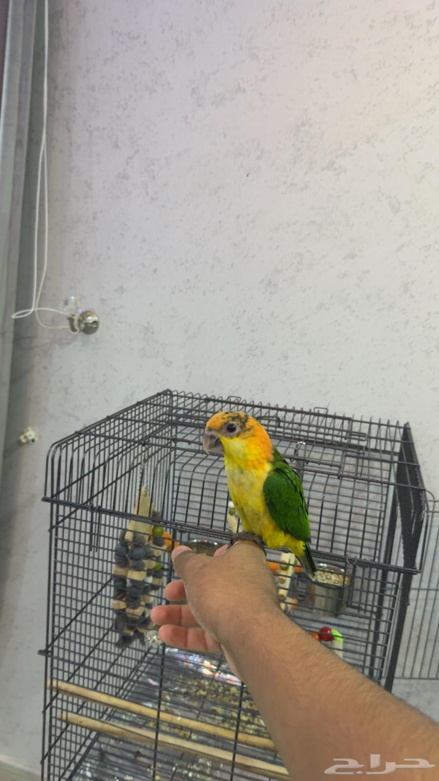 كايك فرخ لعوب ويصلح للاطفال64386388655617110