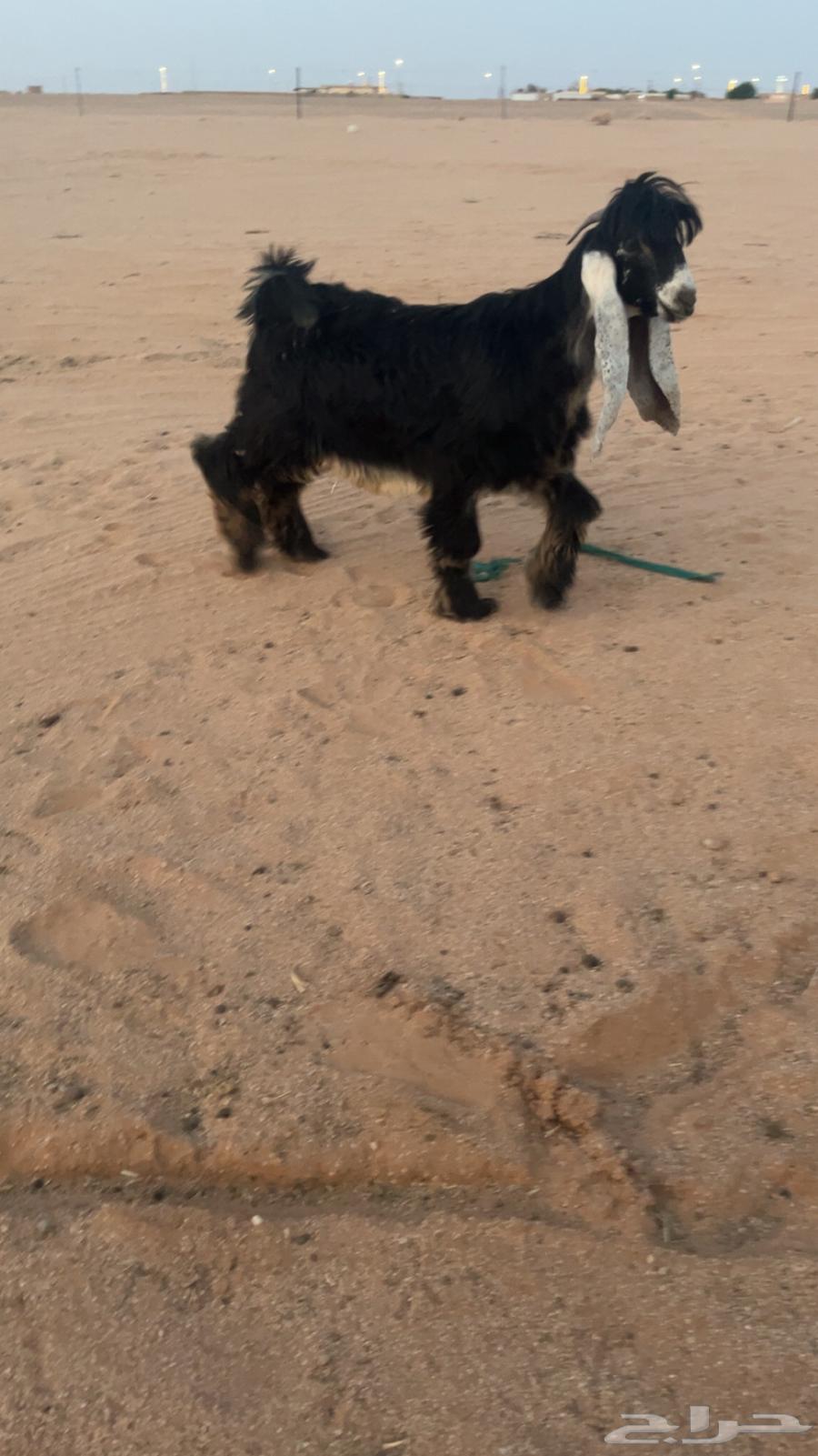 للبيع تيس عارضي صنف64380710341378113