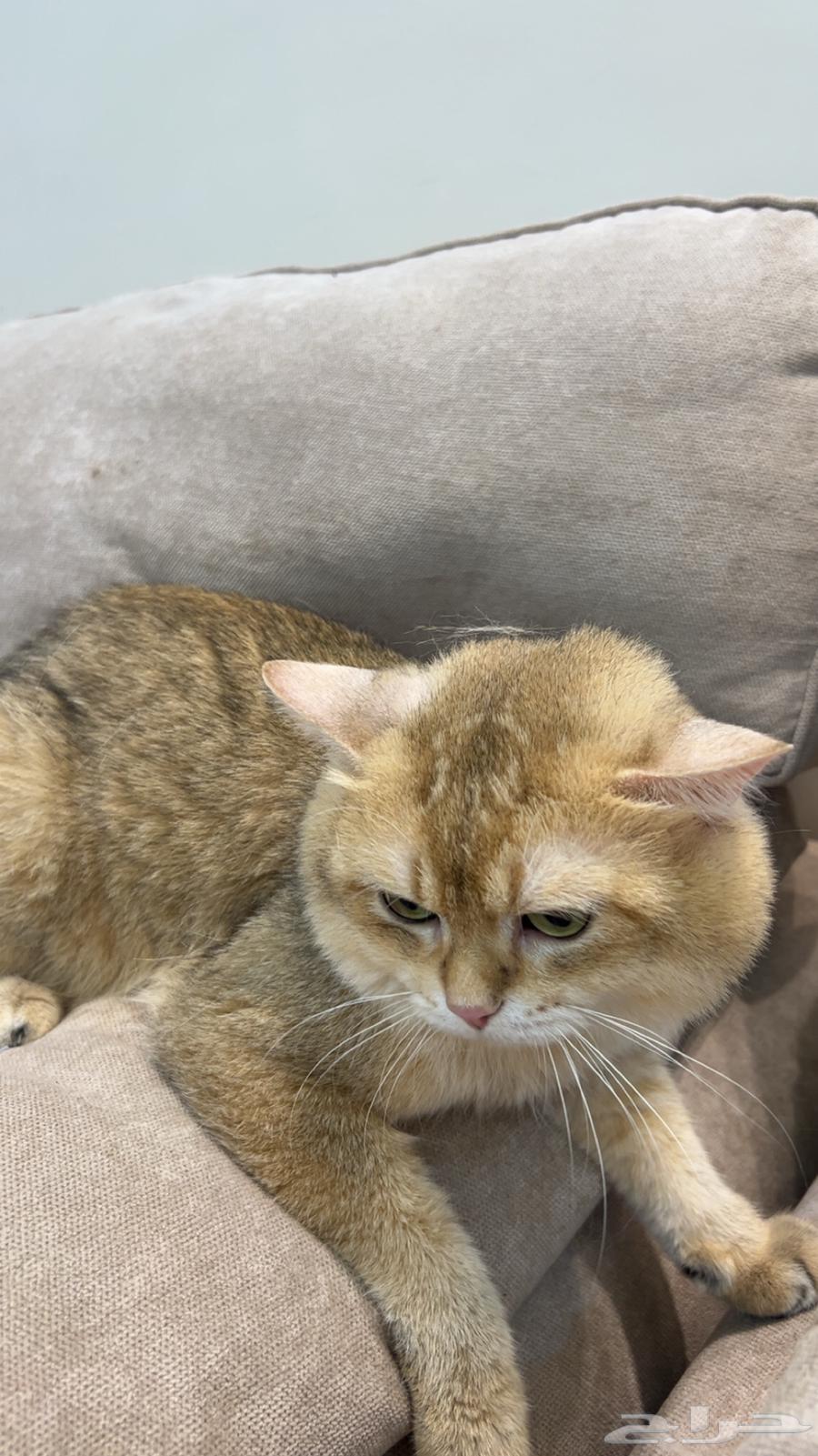 قط سكوتش ستريت للبيع64384883507073114