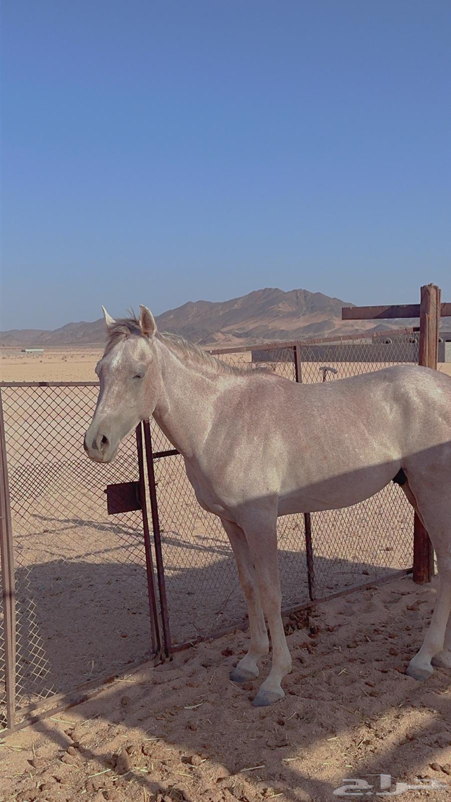 خيل شعبي64388716034689110