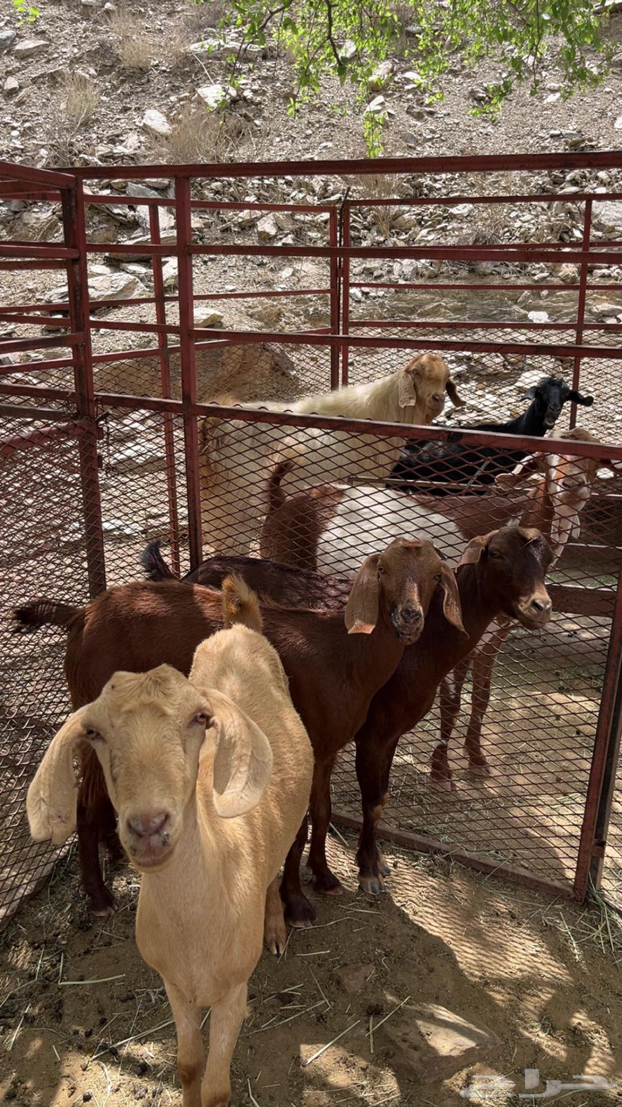 2من المعزا وحده دافع وثانيه مدري عنه الحد 1850 اذكرو الله64384092199555110