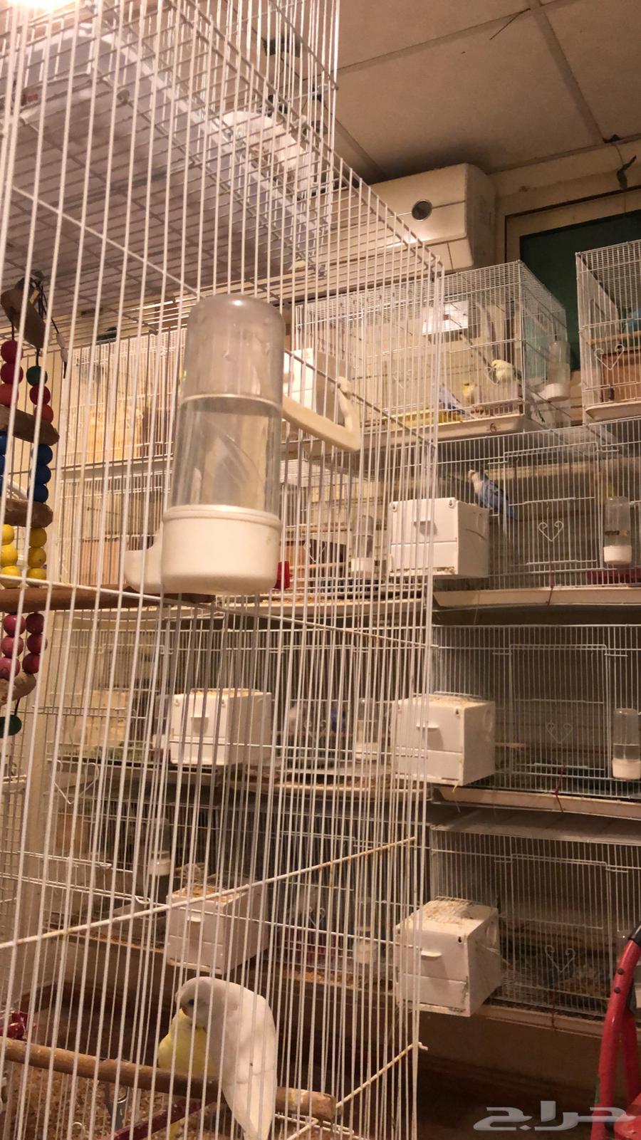 للبيع اعشاش بلاستيك للروز وطيور الحب64378513209475113