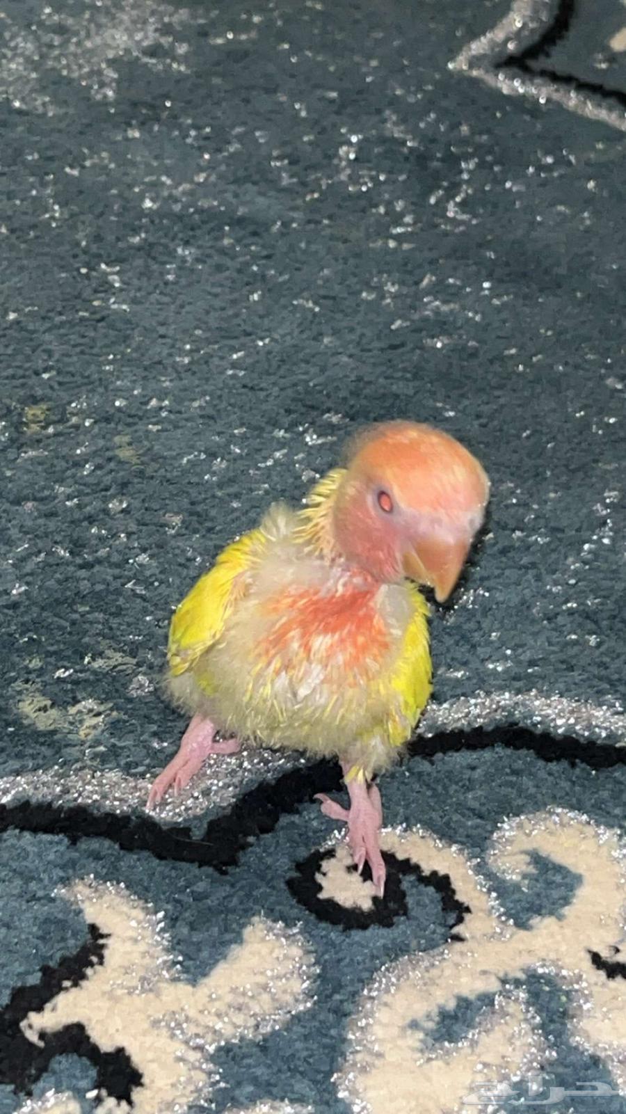 فرخ روز64378746040706113