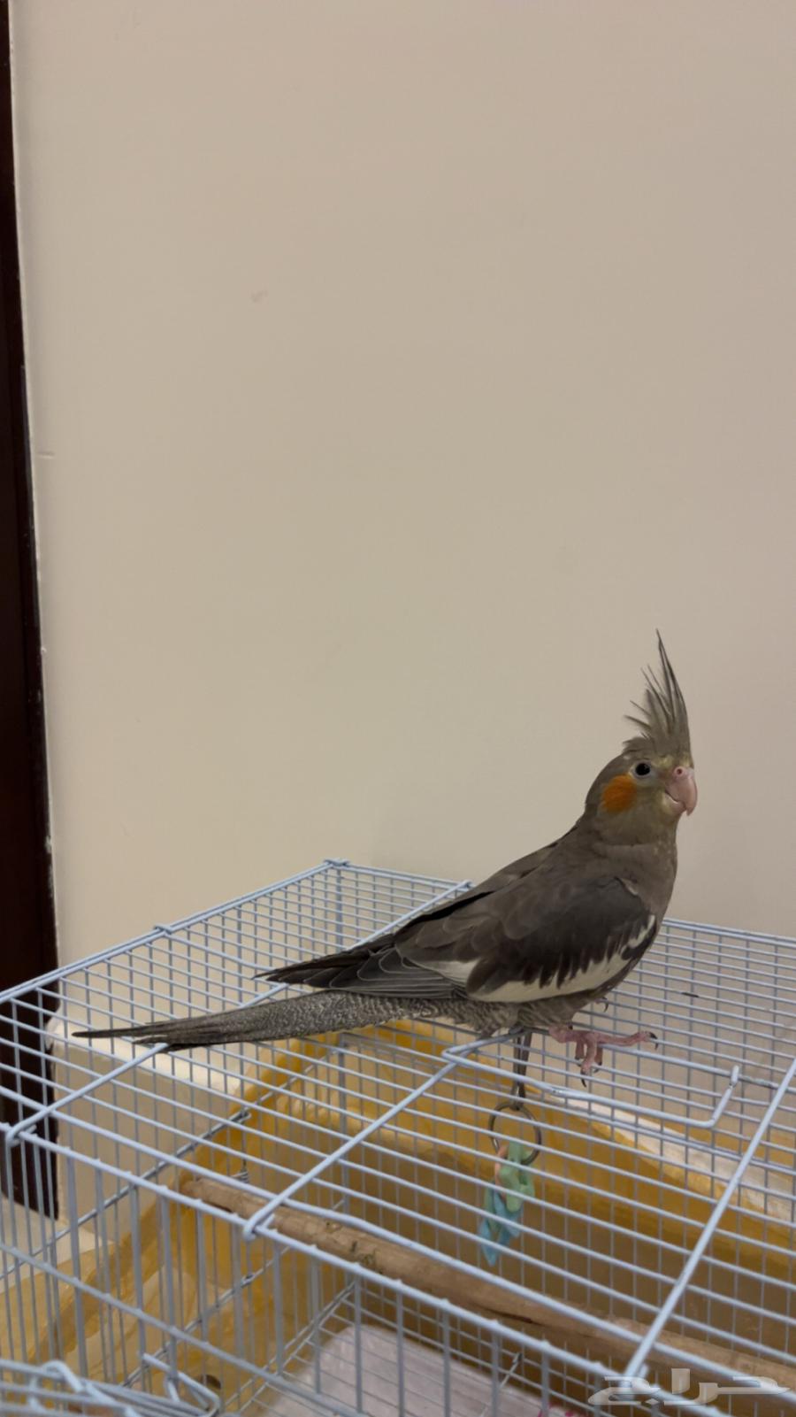 كروان للبيع64382596927361110