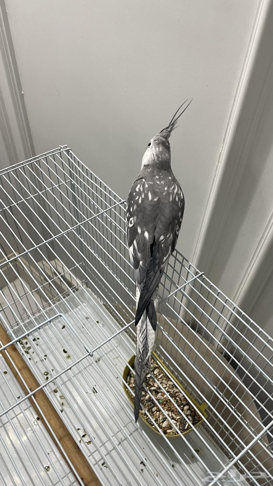 كروان اليف64380638760707112