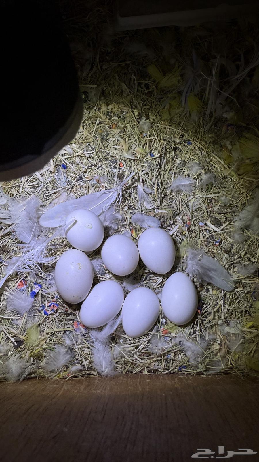 Luxurious and tame pair of albinos with eggs for sale64340083331970114