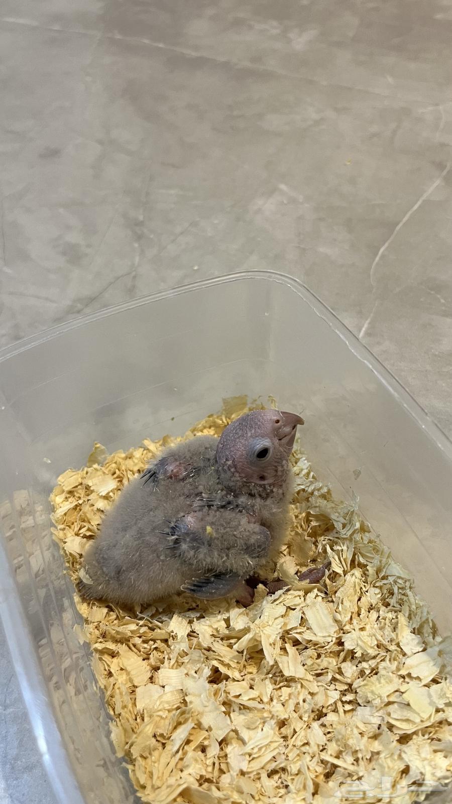 فرخ كنيور سينمون64392059632130110