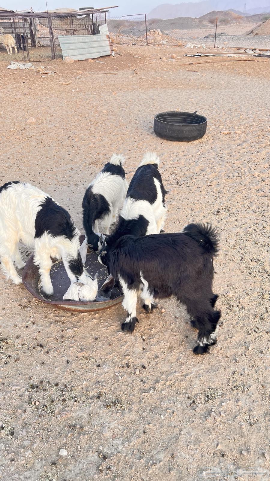 تيوس للبيع64379991491587111