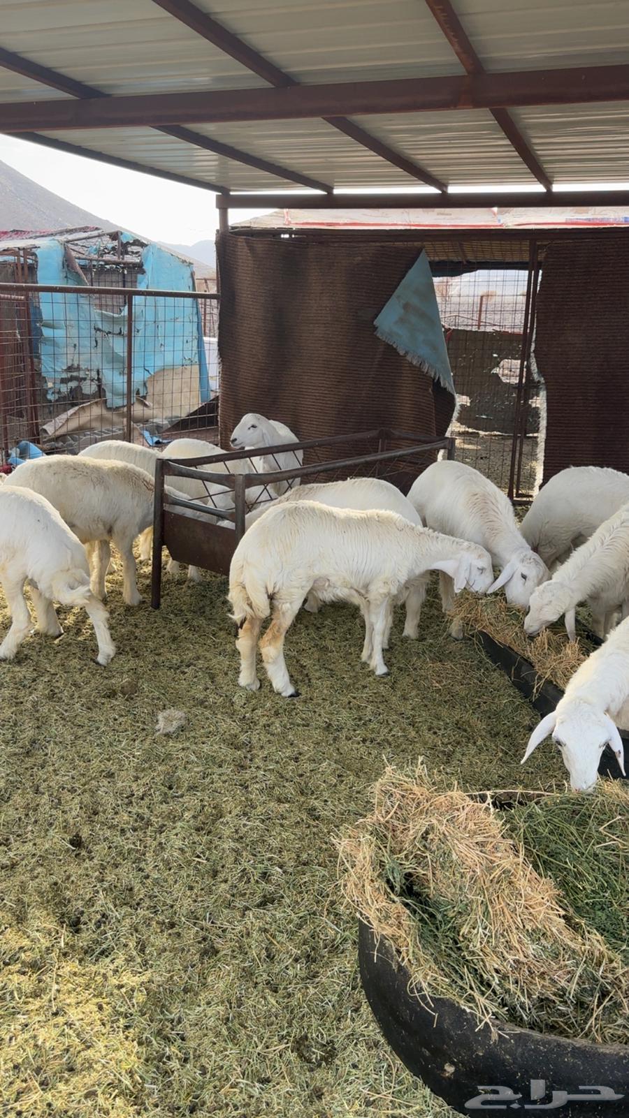 طليان عدد 12 فيهن 5 رخال64386613202306112