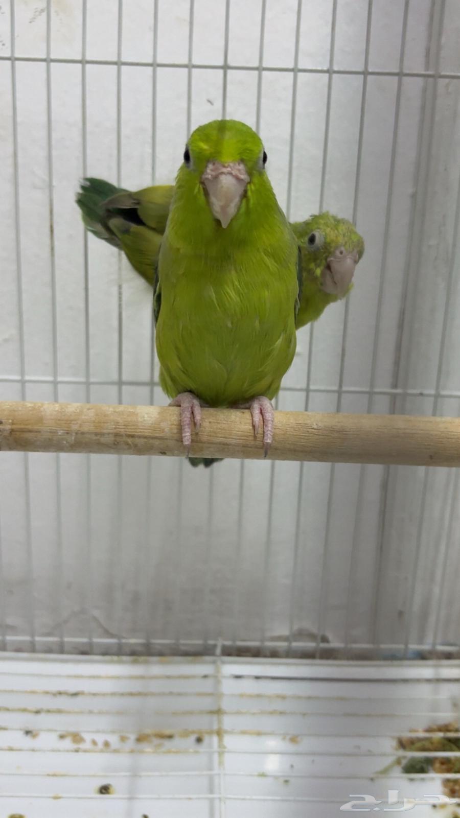 بارتوليت نوادر للبيع شرط الصحة والجوز جاهز والانثى منتجه64391494593409110