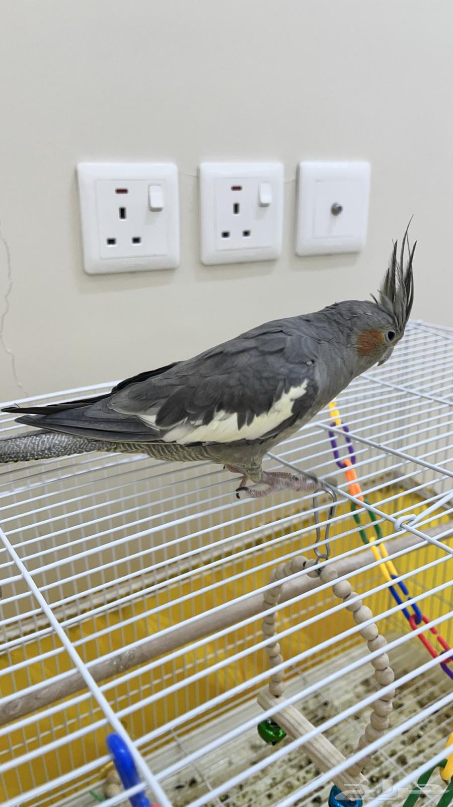 انثى كروان64388190112897112