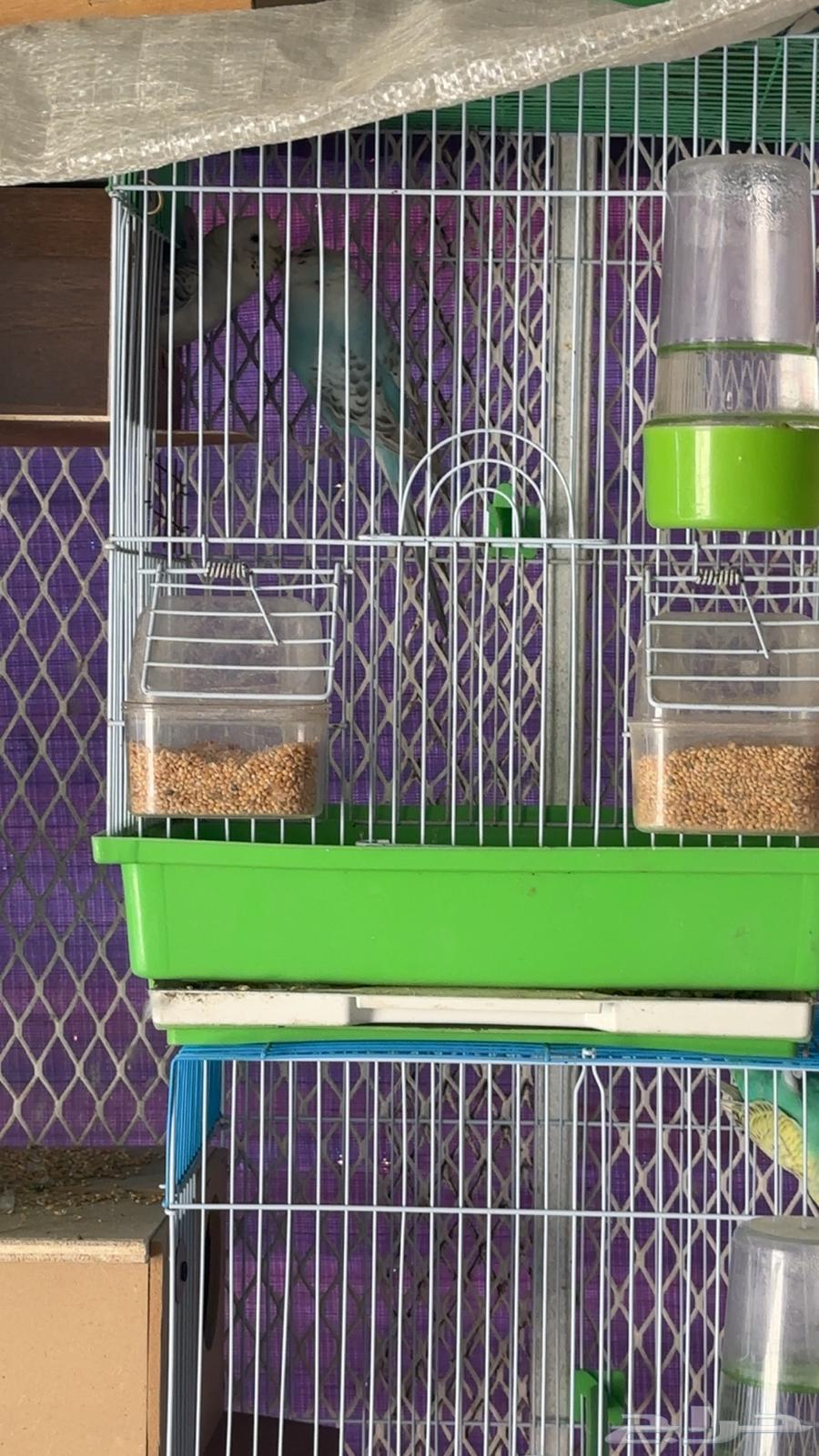 طيور بادجي 33 زوج للبيع64387173987329112