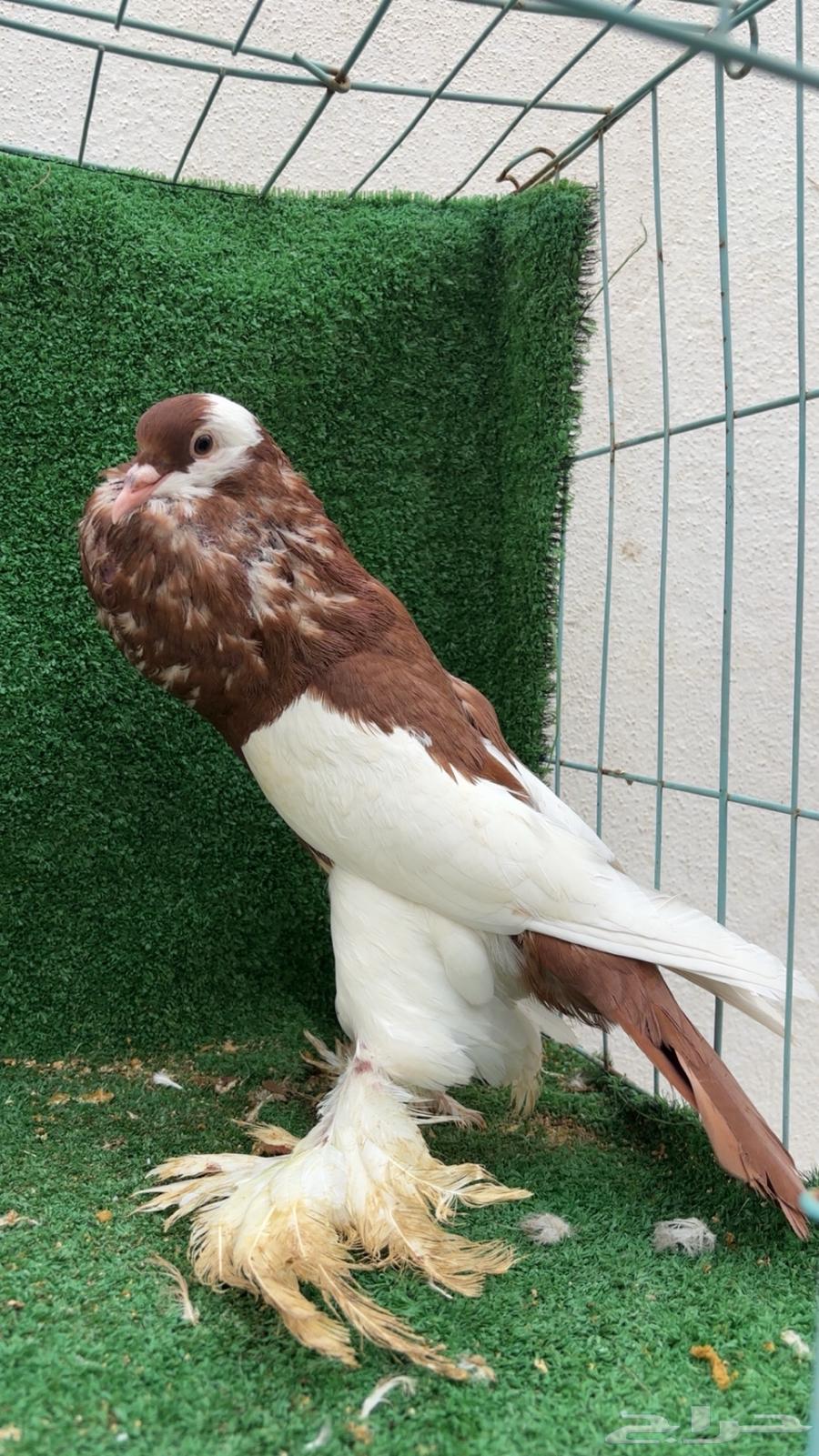 Red Balloon Pair64385244235777112