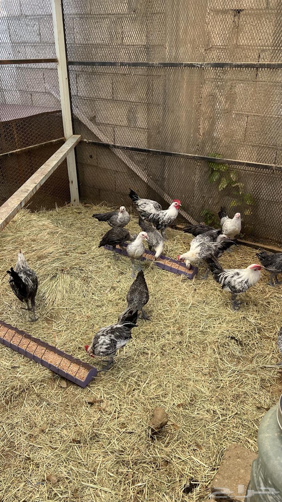 (دجاج فيومي للبيع)64380888441858113