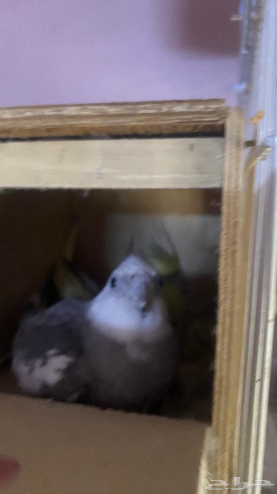 Breeding pair of conditionally productive crowns64384675007746113