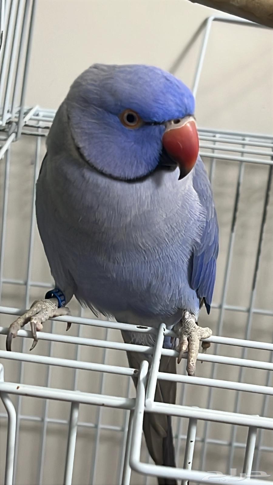 دره للبيع64379602439554110