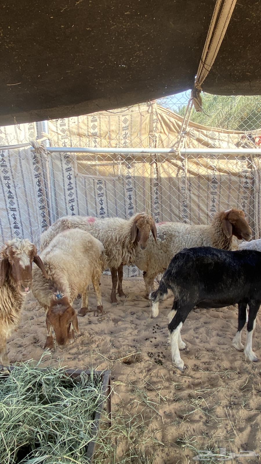 شياه نعيم64386318931969114