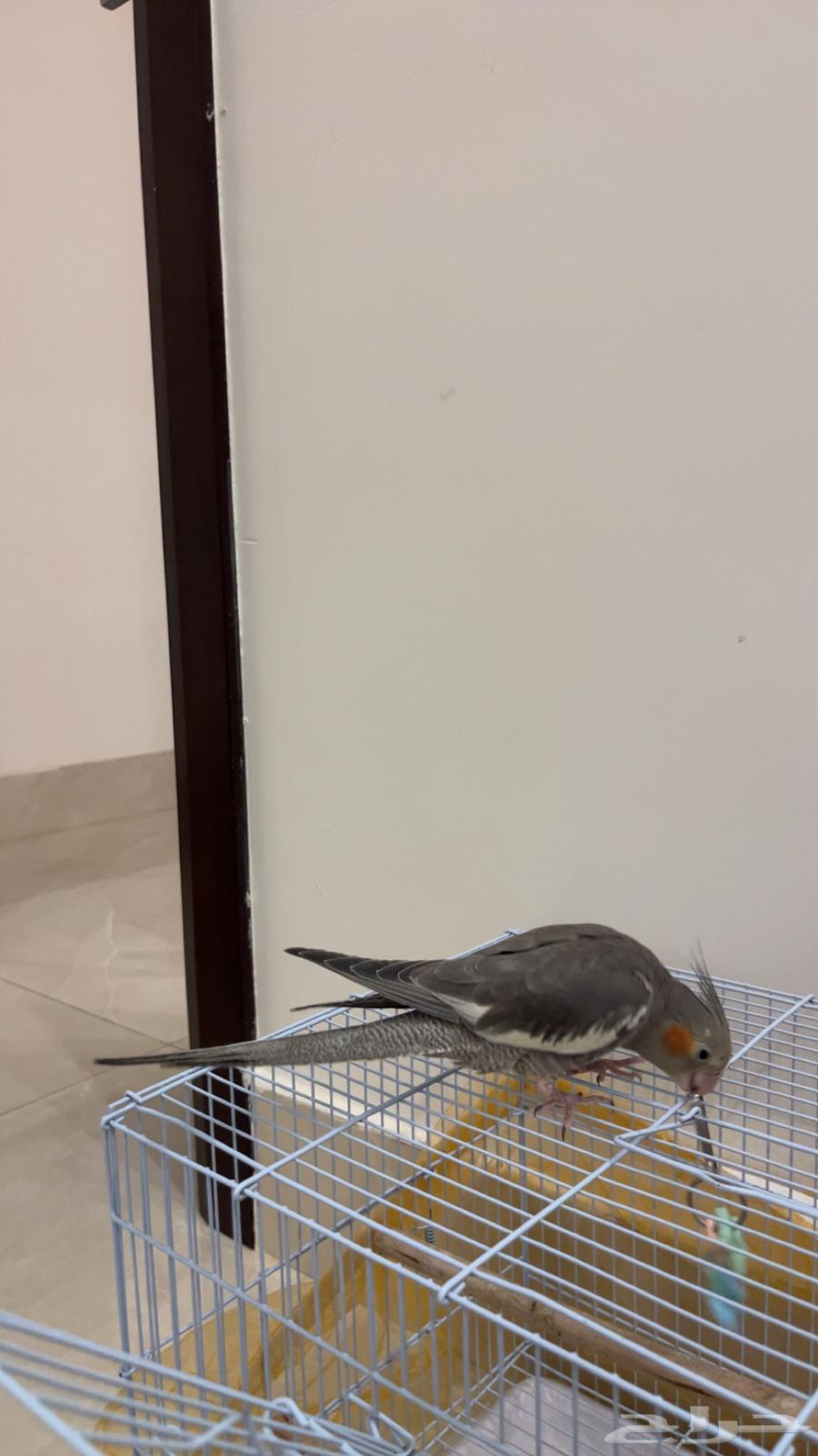 كروان للبيع64382596927361112