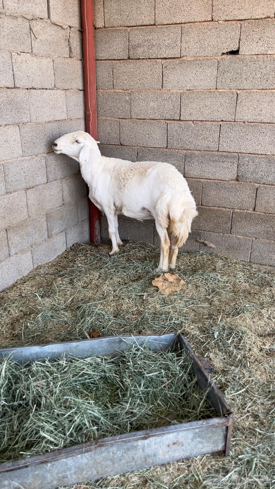 للبيع نعجه حريه64379775928579110