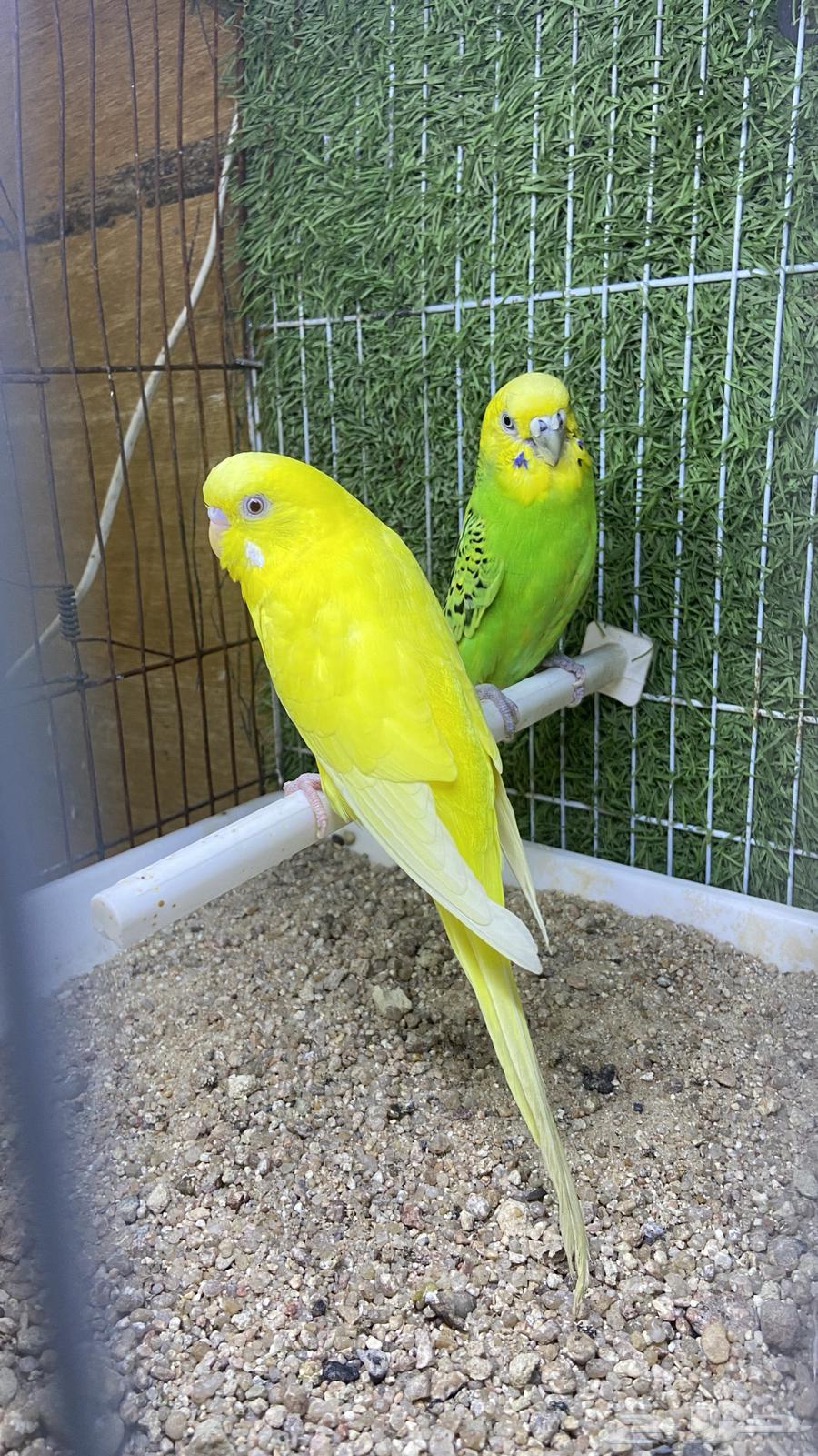 جوز بادجي مع فروخه( طيور حب)64388564474115110