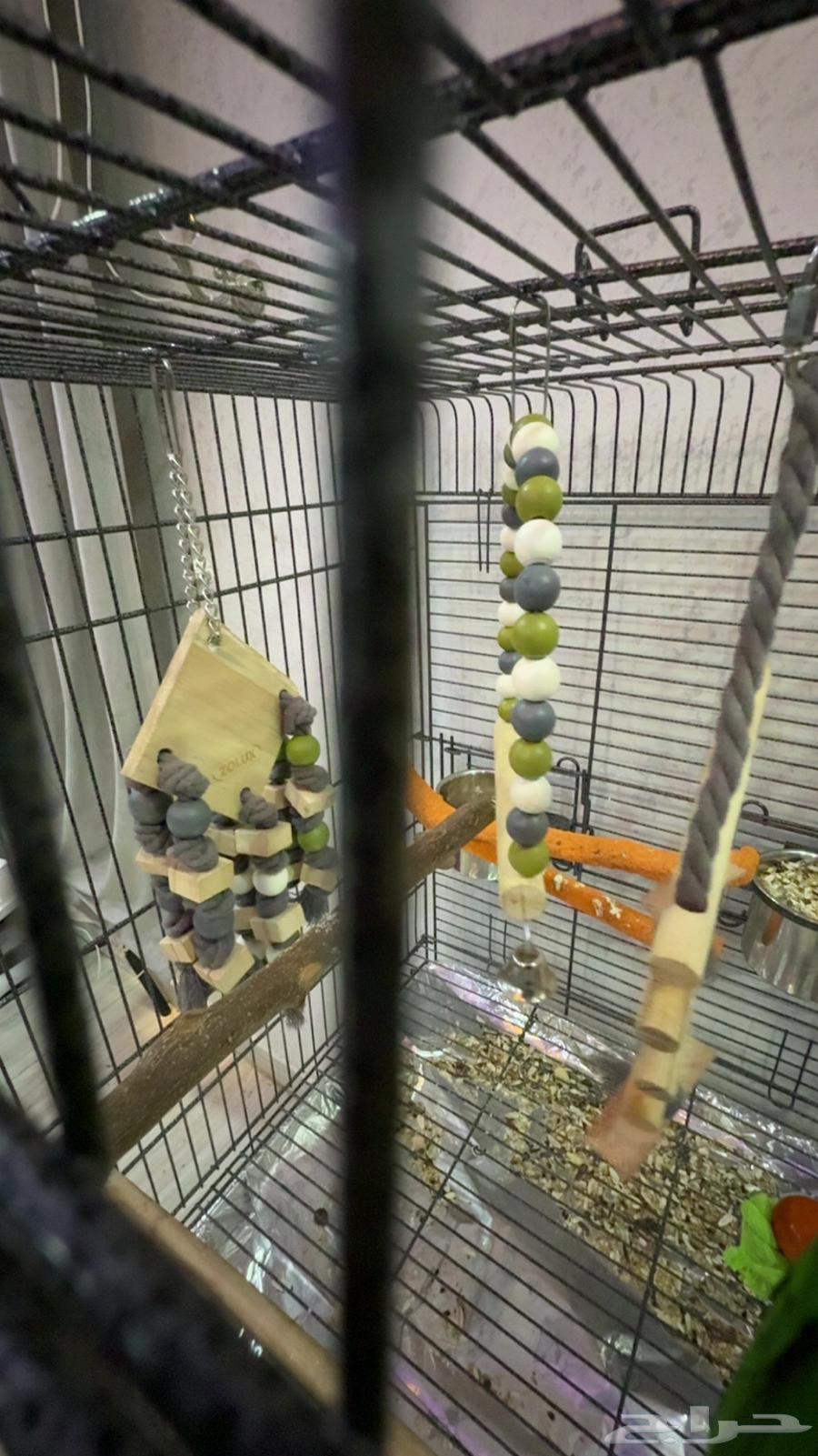 كايك فرخ لعوب ويصلح للاطفال64386388655617112