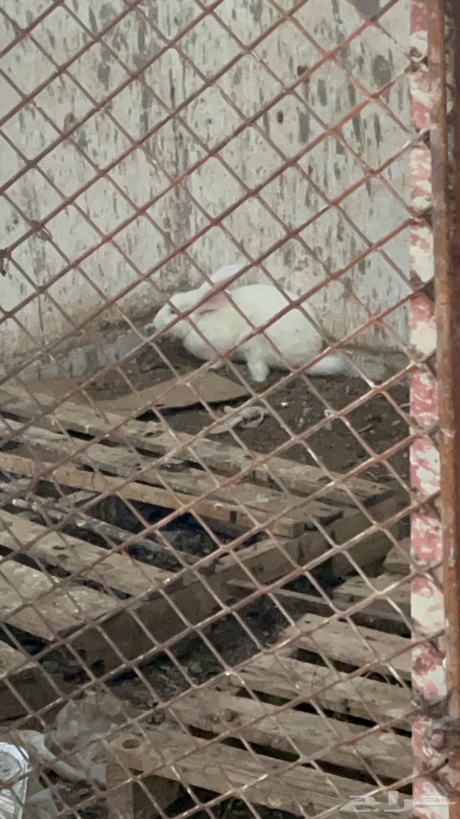 أرنب كبير للبيع علا السوم64386445148802112