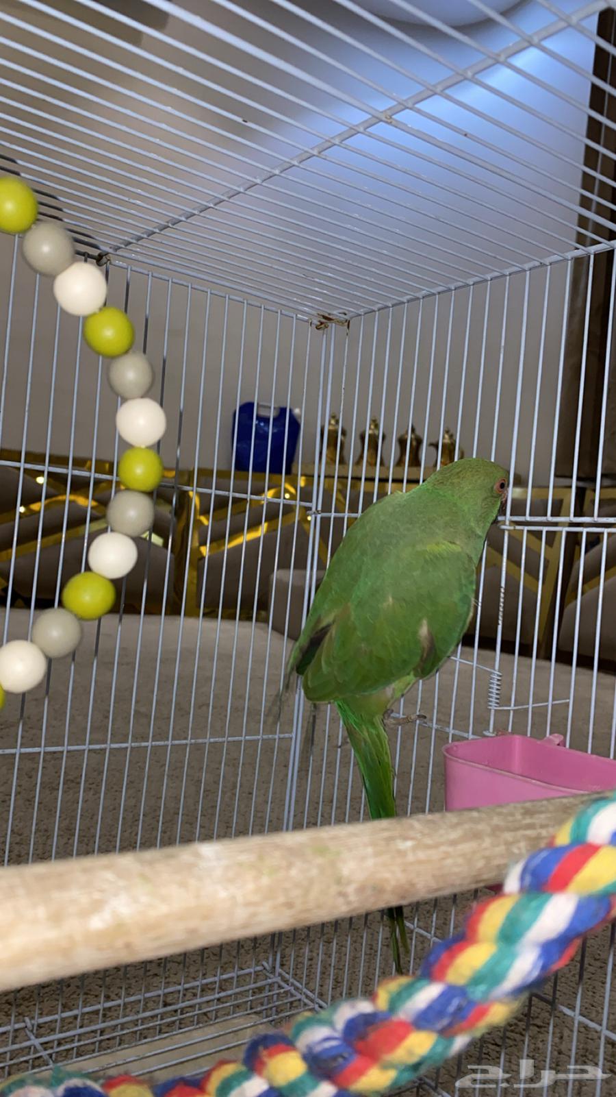 ببغاء دره للبيع متكلم64384980209537113